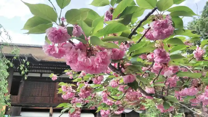 大報恩寺(千本釈迦堂)の庭園