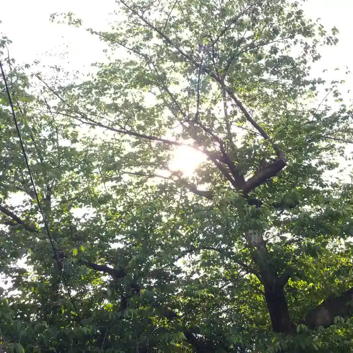 筑土八幡神社の自然
