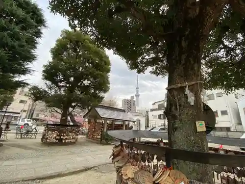 今戸神社の自然