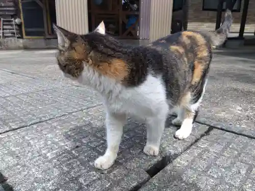 氷川神社(福井県)