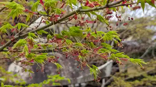 勝林寺(京都府)