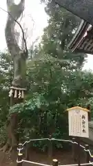 川越八幡宮の自然