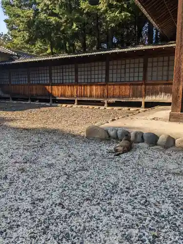 八幡社（柏井町）の動物