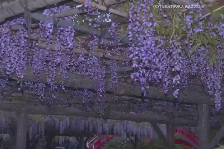 亀戸天神社(東京都)