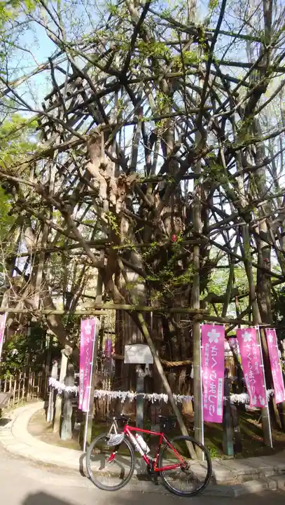 稲毛神社の自然