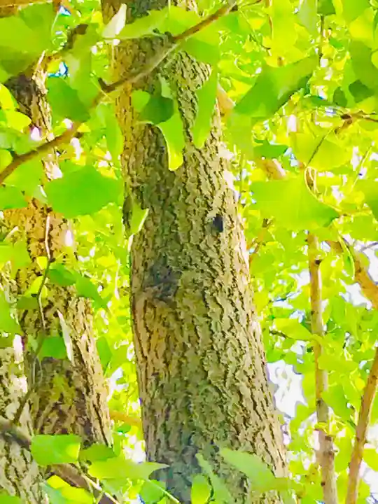 成田熊野神社の自然
