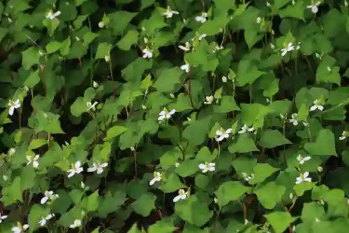 豊景神社の自然