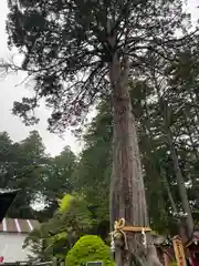 北口本宮冨士浅間神社の自然