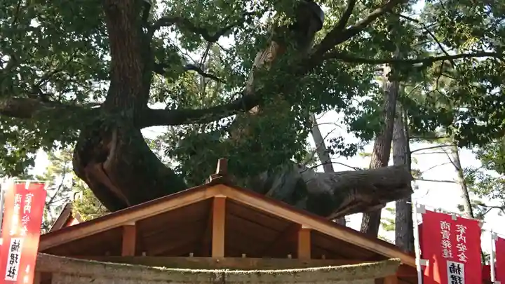 楠珺社(住吉大社末社)の自然