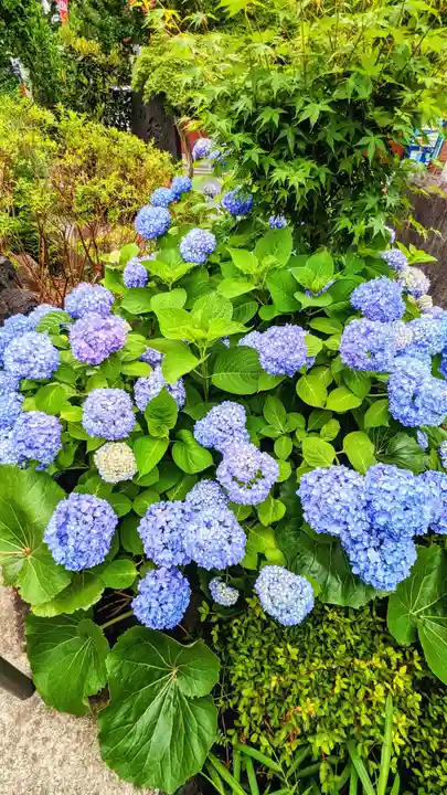 鎮守氷川神社の自然