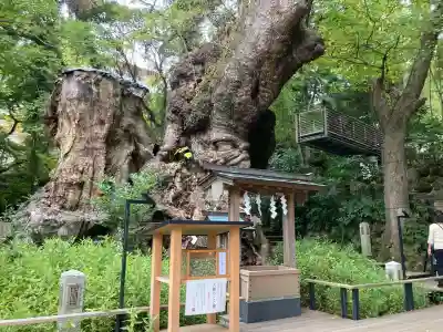 來宮神社(静岡県)