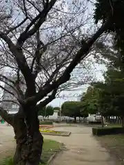 八坂神社の自然