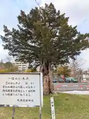 札幌護國神社の自然