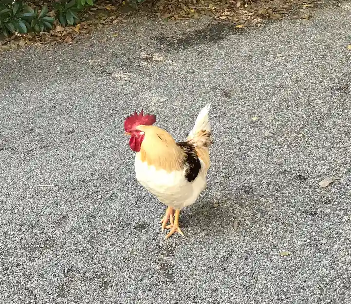 熱田神宮の動物