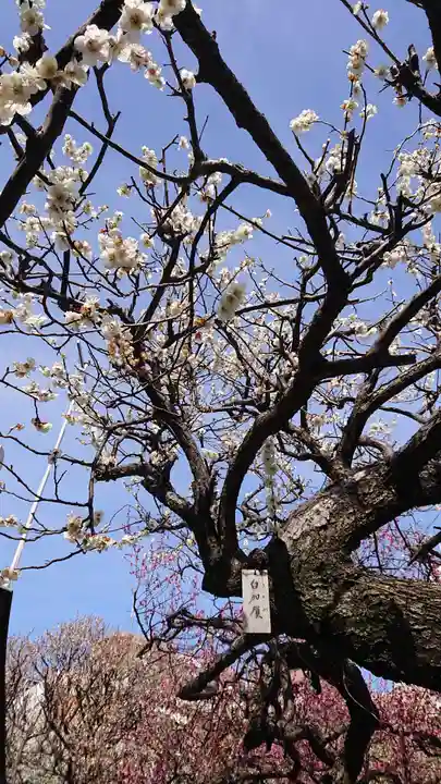 町田天満宮の自然