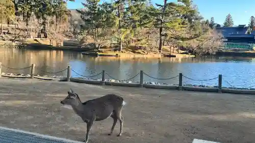 厳島神社（東大寺境内社）(奈良県)