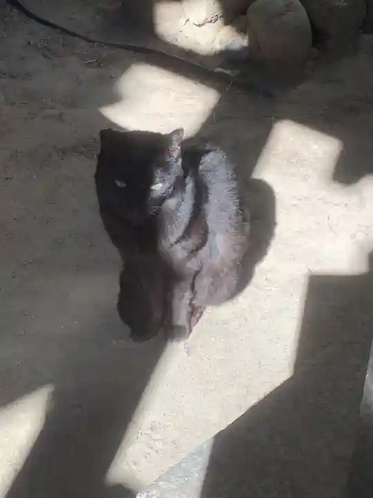 津島神社の動物