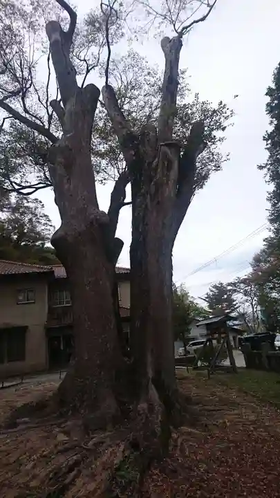 諏訪大社上社前宮の自然