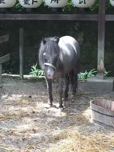 大石神社の動物