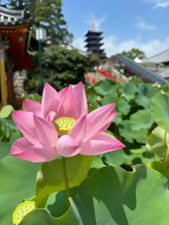 中山寺(兵庫県)