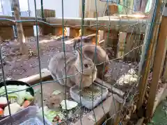 太子堂八幡神社の動物