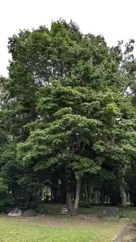 深川神社の自然