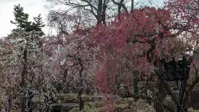 北野天満宮(京都府)