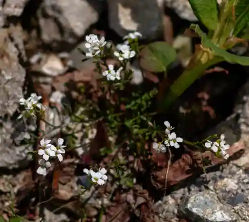雄山神社峰本社の自然