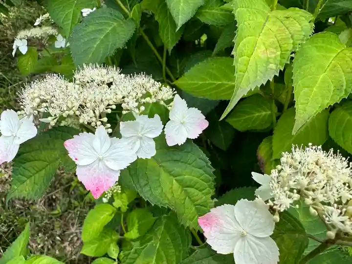 塩船観音寺(東京都)