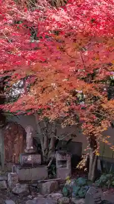 金臺寺（金台寺）(京都府)