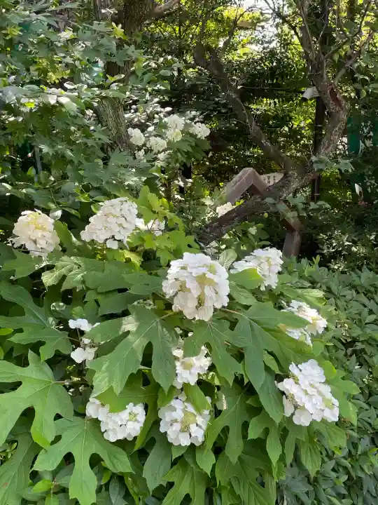 阿佐ヶ谷神明宮(東京都)