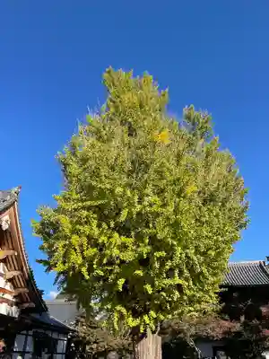 永保寺(岐阜県)