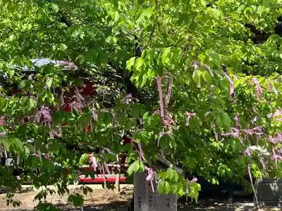 桜神宮(東京都)