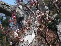 来迎寺(材木座)の自然