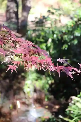 明王院（満願寺別院）の自然