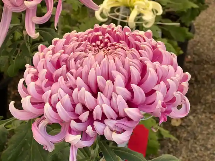 高麗神社(埼玉県)