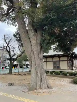 谷津観音堂の{uncategorized: "未分類", other: "その他", undefined: "問題あり", building: "その他建物", grave: "お墓", sacred_gate: "鳥居", guardian: "狛犬", statue: "像", buddha: "仏像", history: "歴史", nature: "自然", garden: "庭園", animal: "動物", pagoda: "塔", temizu: "手水舎", mountain_gate: "山門・神門", sanctuary: "本殿・本堂", subordinate: "末社・摂社", art: "芸術", scenery: "景色", jizo: "地蔵", ema: "絵馬", goshuin: "御朱印", omikuji: "おみくじ", items: "授与品その他", amulet: "お守り", goshuincho: "御朱印帳", eats: "食事", festival: "お祭り", votive_dance: "神楽", shichigosan: "七五三参", wedding: "結婚式", experience: "体験その他", initially: "初詣", around: "周辺", anti_infection: "感染症対策"}