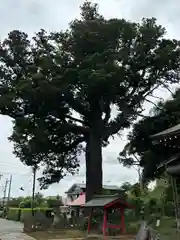 松澤 熊野神社(千葉県)