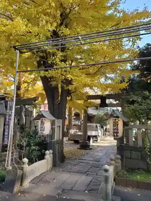 銀杏がキレイ