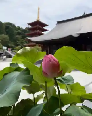 高幡不動尊　金剛寺(東京都)