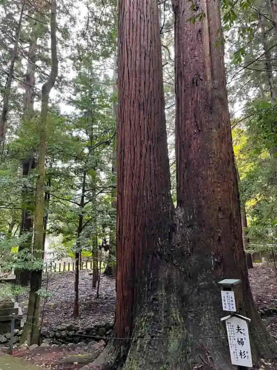 若狭彦神社(上社)(福井県)