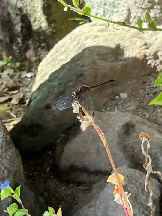 覚性律庵の動物