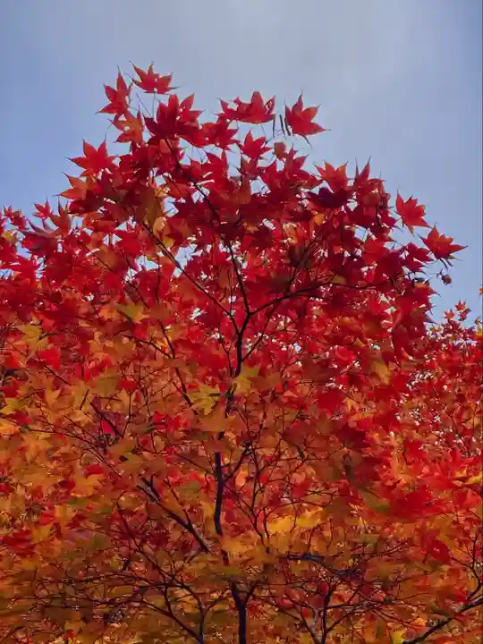 高野山金剛峯寺(和歌山県)
