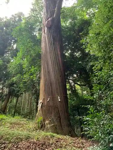 賀茂神社の自然