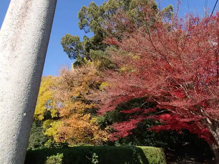 夜都伎神社の自然