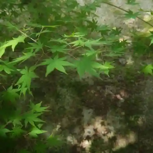 秋葉神社の自然