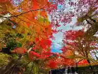 光明寺(粟生光明寺)の{uncategorized: "未分類", other: "その他", undefined: "問題あり", building: "その他建物", grave: "お墓", sacred_gate: "鳥居", guardian: "狛犬", statue: "像", buddha: "仏像", history: "歴史", nature: "自然", garden: "庭園", animal: "動物", pagoda: "塔", temizu: "手水舎", mountain_gate: "山門・神門", sanctuary: "本殿・本堂", subordinate: "末社・摂社", art: "芸術", scenery: "景色", jizo: "地蔵", ema: "絵馬", goshuin: "御朱印", omikuji: "おみくじ", items: "授与品その他", amulet: "お守り", goshuincho: "御朱印帳", eats: "食事", festival: "お祭り", votive_dance: "神楽", shichigosan: "七五三参", wedding: "結婚式", experience: "体験その他", initially: "初詣", around: "周辺", anti_infection: "感染症対策"}