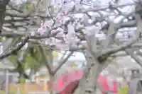 亀戸天神社(東京都)