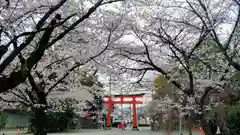 平野神社の自然