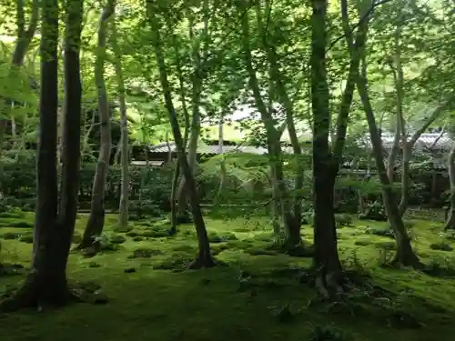 祇王寺の庭園